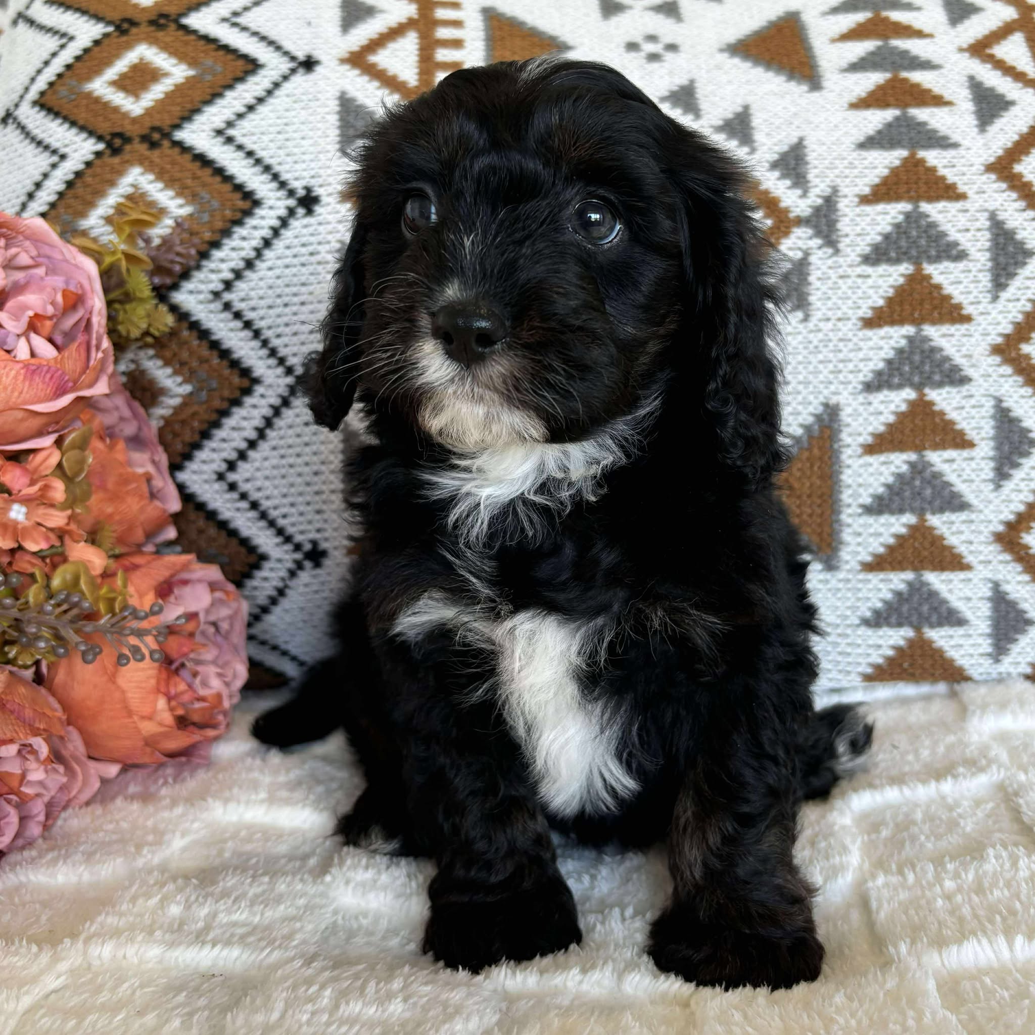 Cavoodle Toy Male Benji - Available to Adopt 19th September 2025