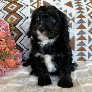 Cavoodle Toy Male Benji - Available to Adopt 19th September 2025