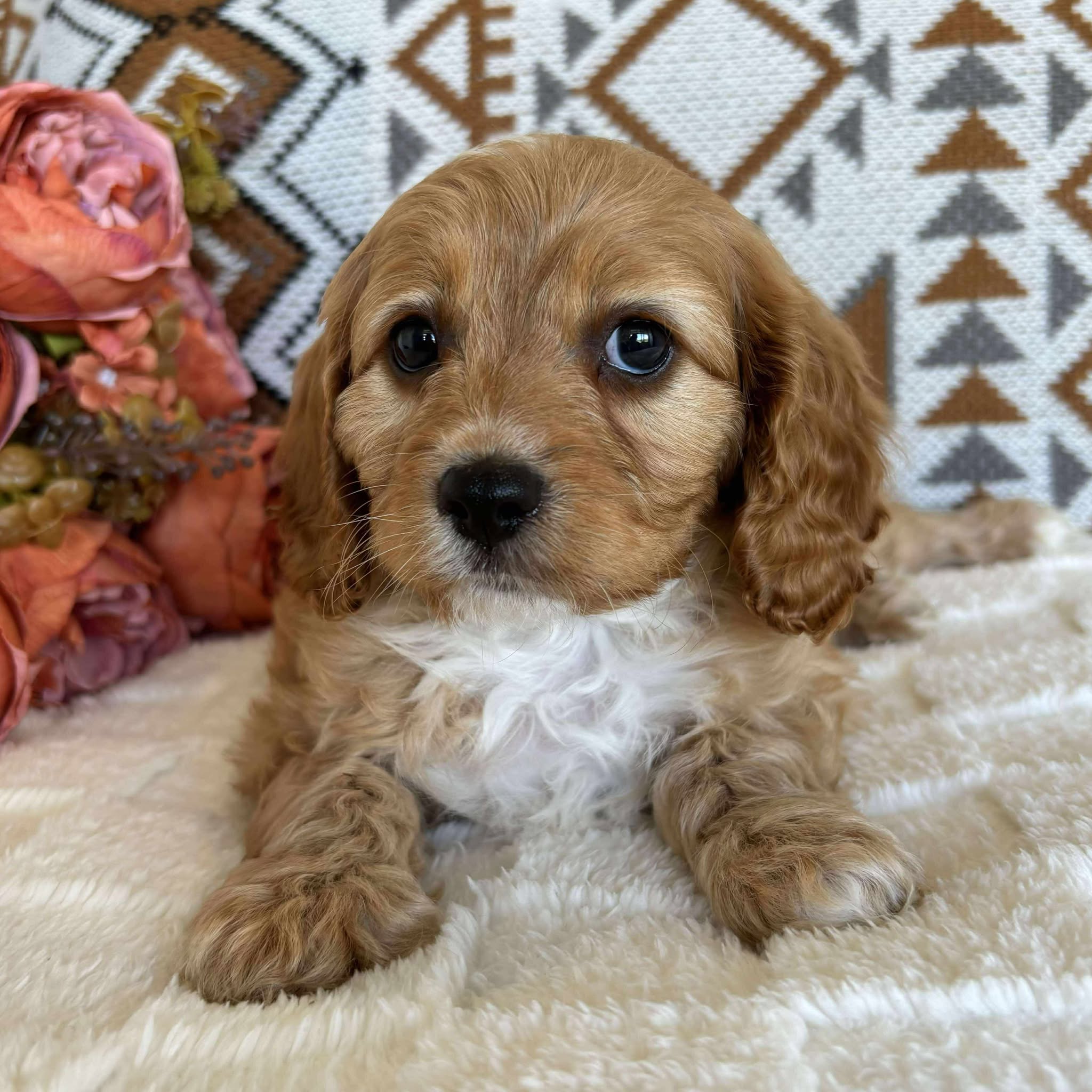 Cavoodle Toy Male Bandit - Available to Adopt 19th September 2025