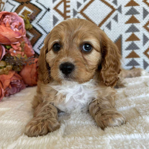 Cavoodle Toy Male Bandit - Available to Adopt 19th September 2025