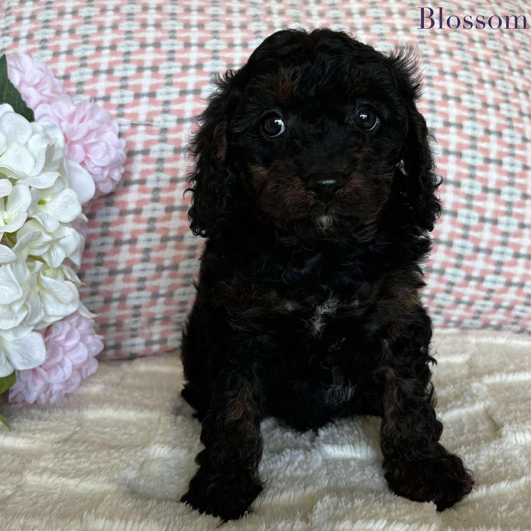 Cavoodle Toy Female Blossom - Available to Adopt 19th September 2025