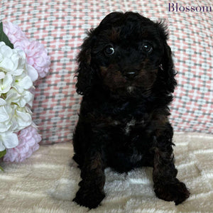 Cavoodle Toy Female Blossom - Available to Adopt 19th September 2025