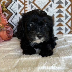 Cavoodle Toy Male Benji - Available to Adopt 19th September 2025