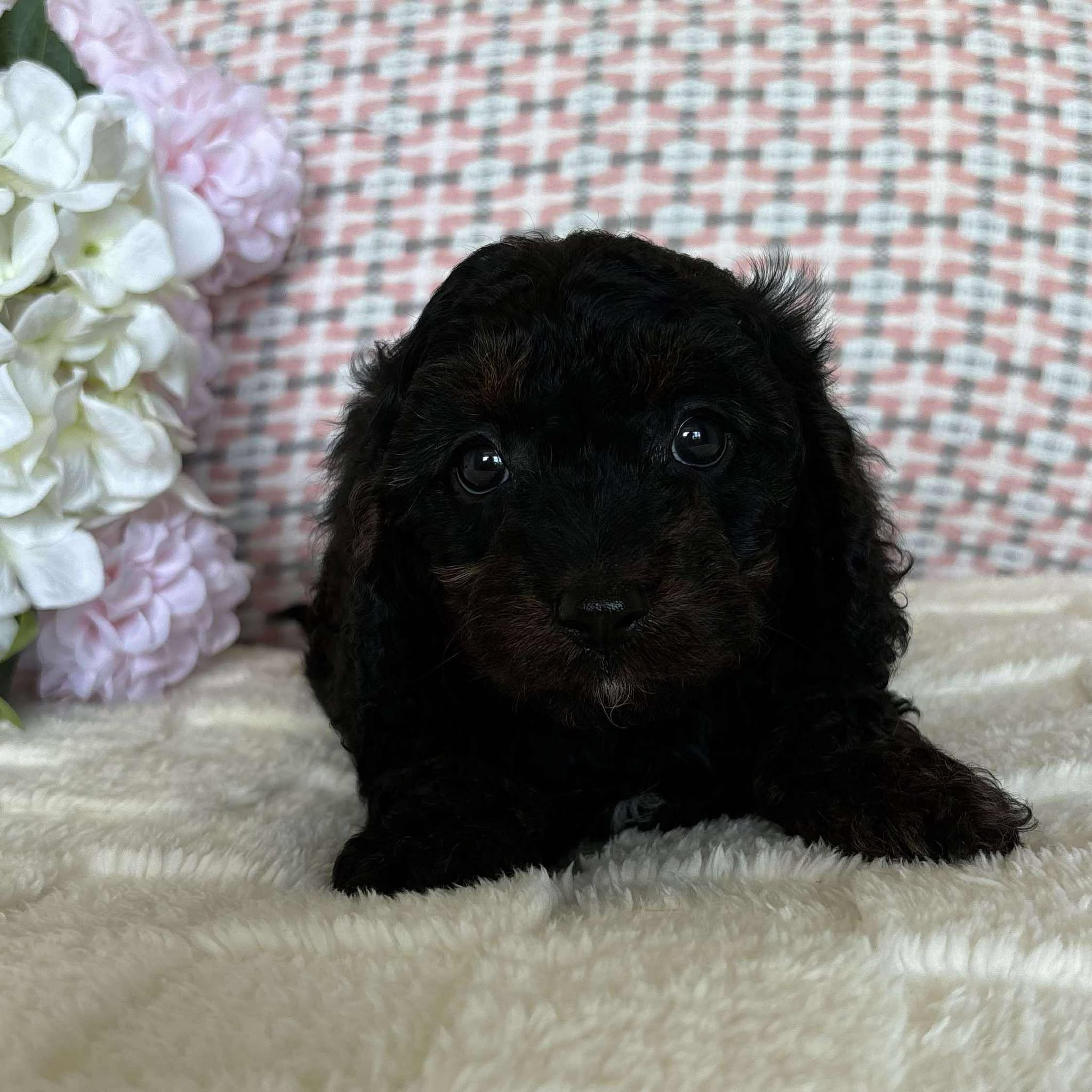 Cavoodle Toy Female Blossom - Available to Adopt 19th September 2025