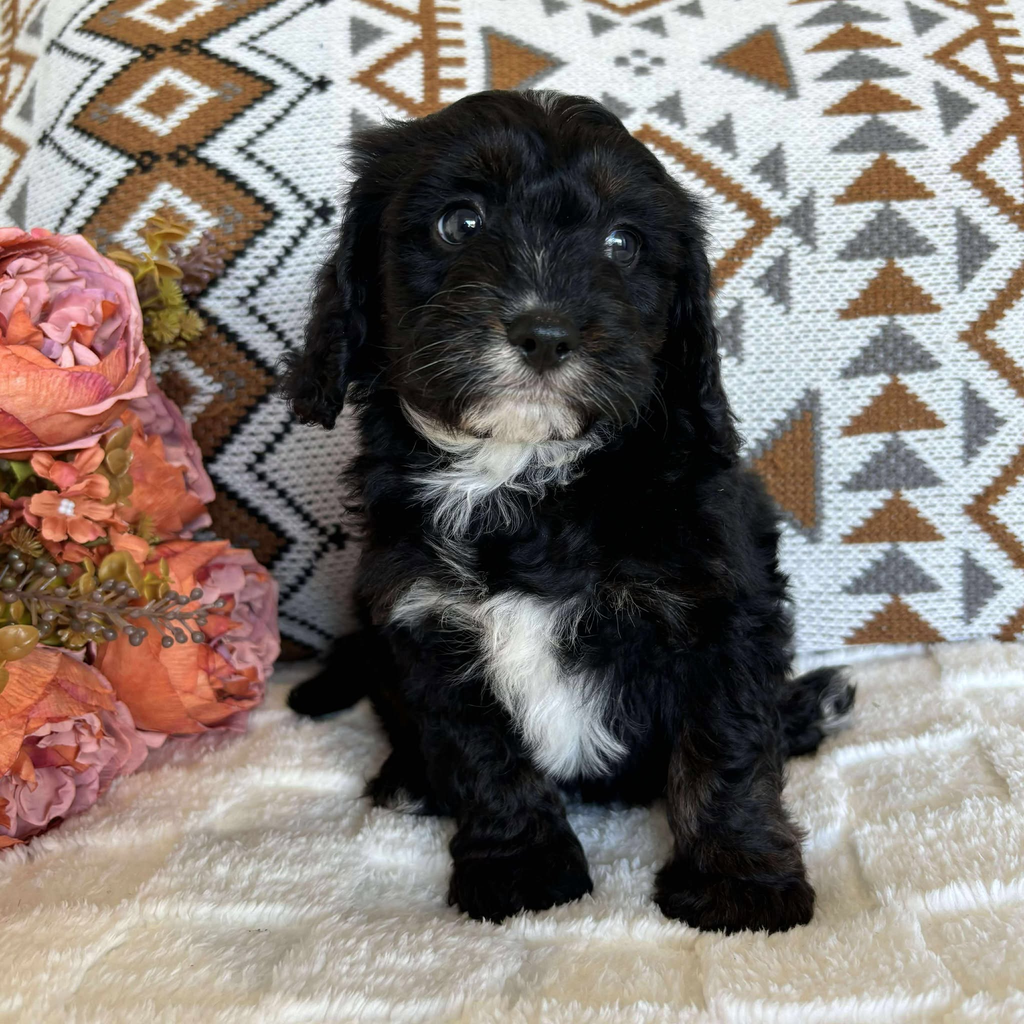 Cavoodle Toy Male Benji - Available to Adopt 19th September 2025