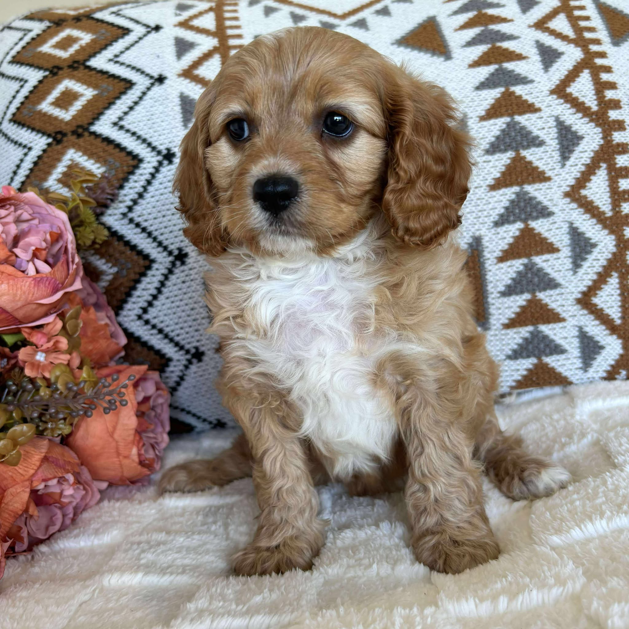 Cavoodle Toy Male Bandit - Available to Adopt 19th September 2025
