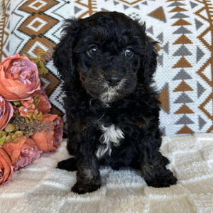 Cavoodle Toy Male Baxter - Available to Adopt 19th September 2025