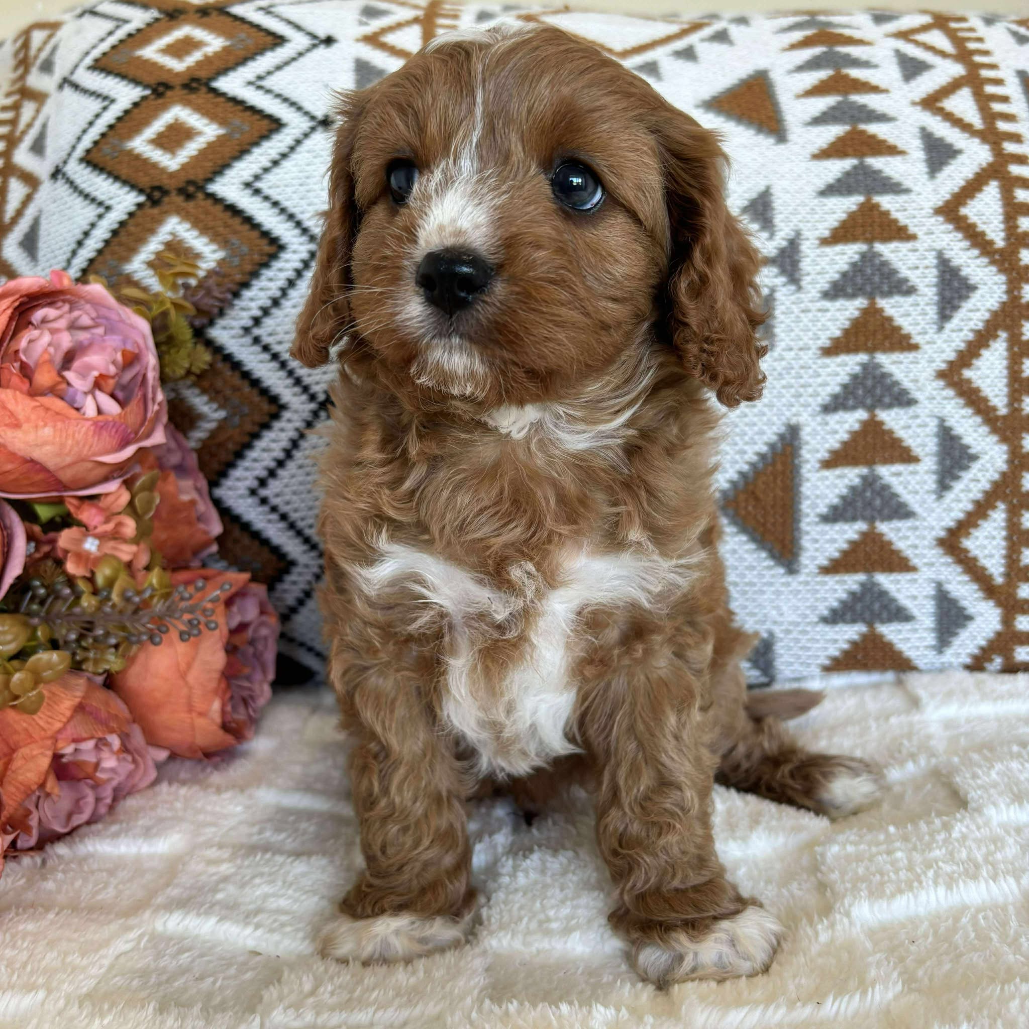 Cavoodle Toy Male Bolt - Adopted