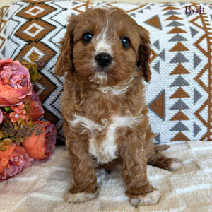 Cavoodle Toy Male Bolt - Adopted