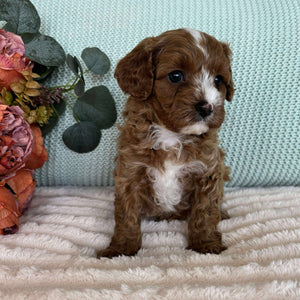 Cavoodle Toy Male Scout - Available to Adopt 7th October 2025
