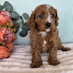 Cavoodle Toy Male Spike - Available to Adopt 7th October 2025