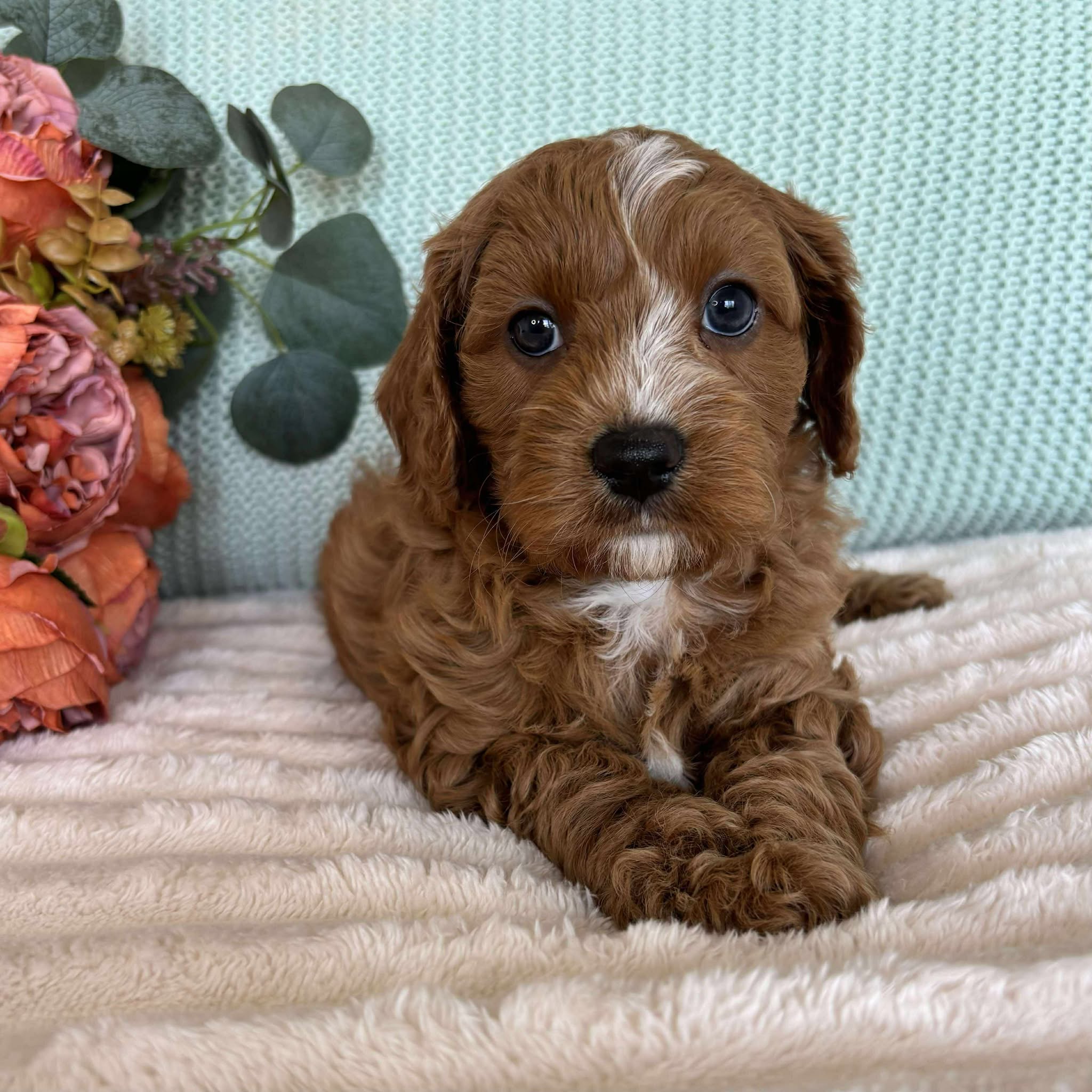 Cavoodle Toy Male Spike - Available to Adopt 7th October 2025