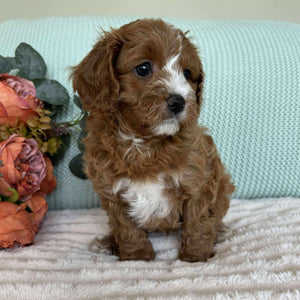 Cavoodle Toy Male Simba - Available to Adopt 7th October 2025