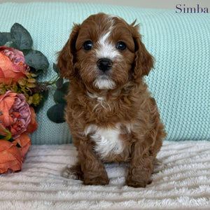 Cavoodle Toy Male Simba - Available to Adopt 7th October 2025