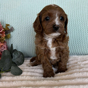 Cavoodle Toy Female Sadie - Available to Adopt 7th October 2025
