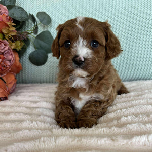 Cavoodle Toy Male Scout - Available to Adopt 7th October 2025