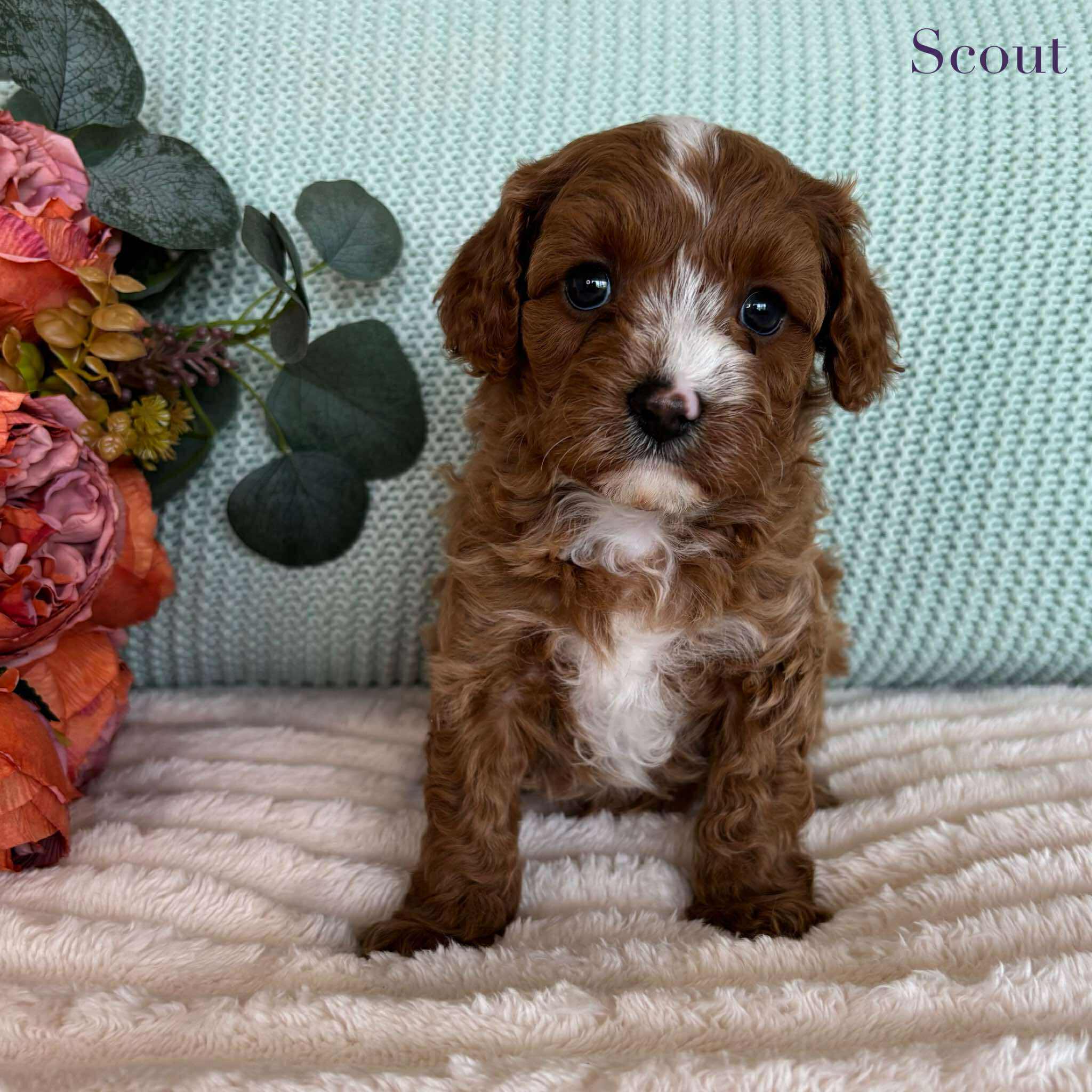 Cavoodle Toy Male Scout - Available to Adopt 7th October 2025