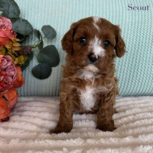 Cavoodle Toy Male Scout - Available to Adopt 7th October 2025