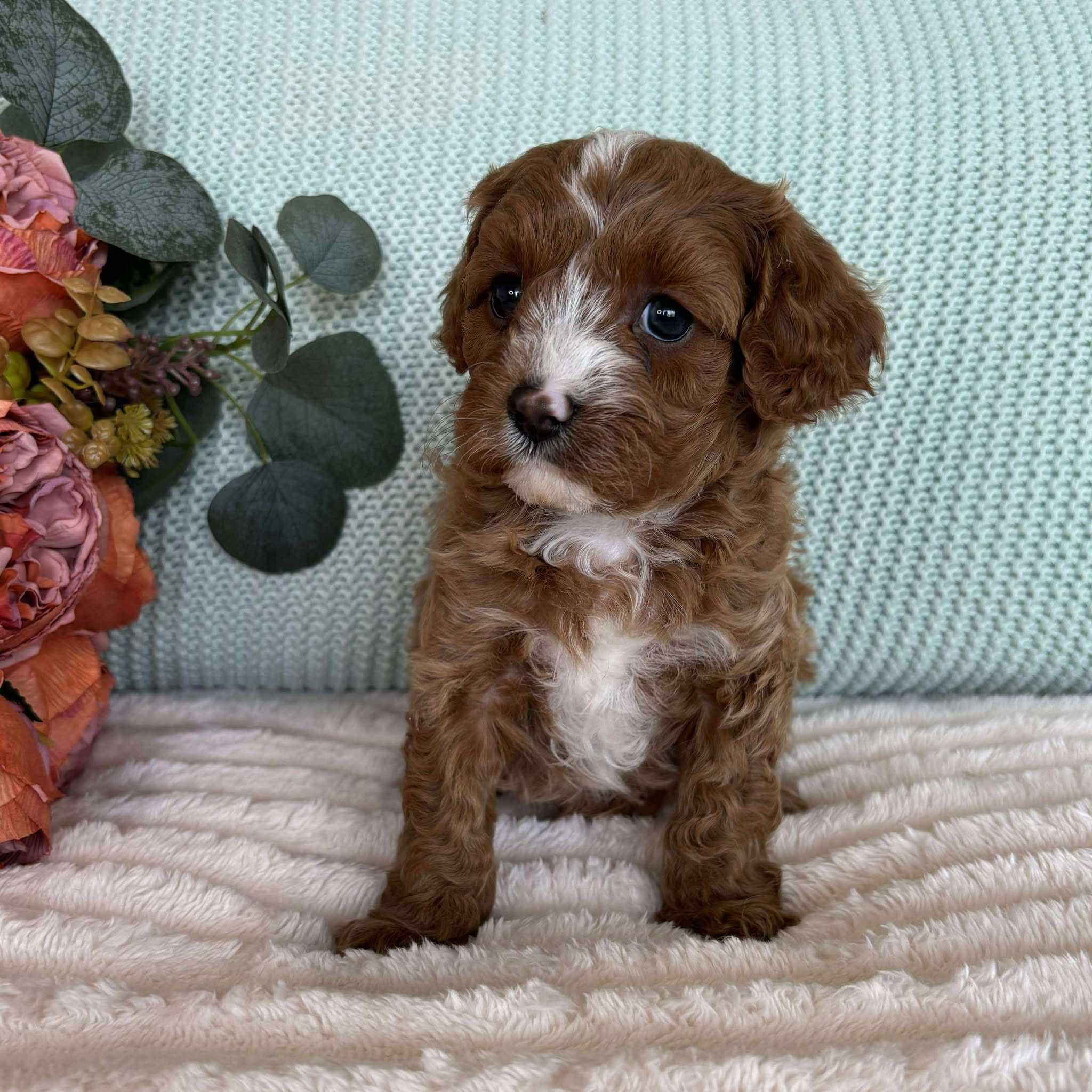 Cavoodle Toy Male Scout - Available to Adopt 7th October 2025