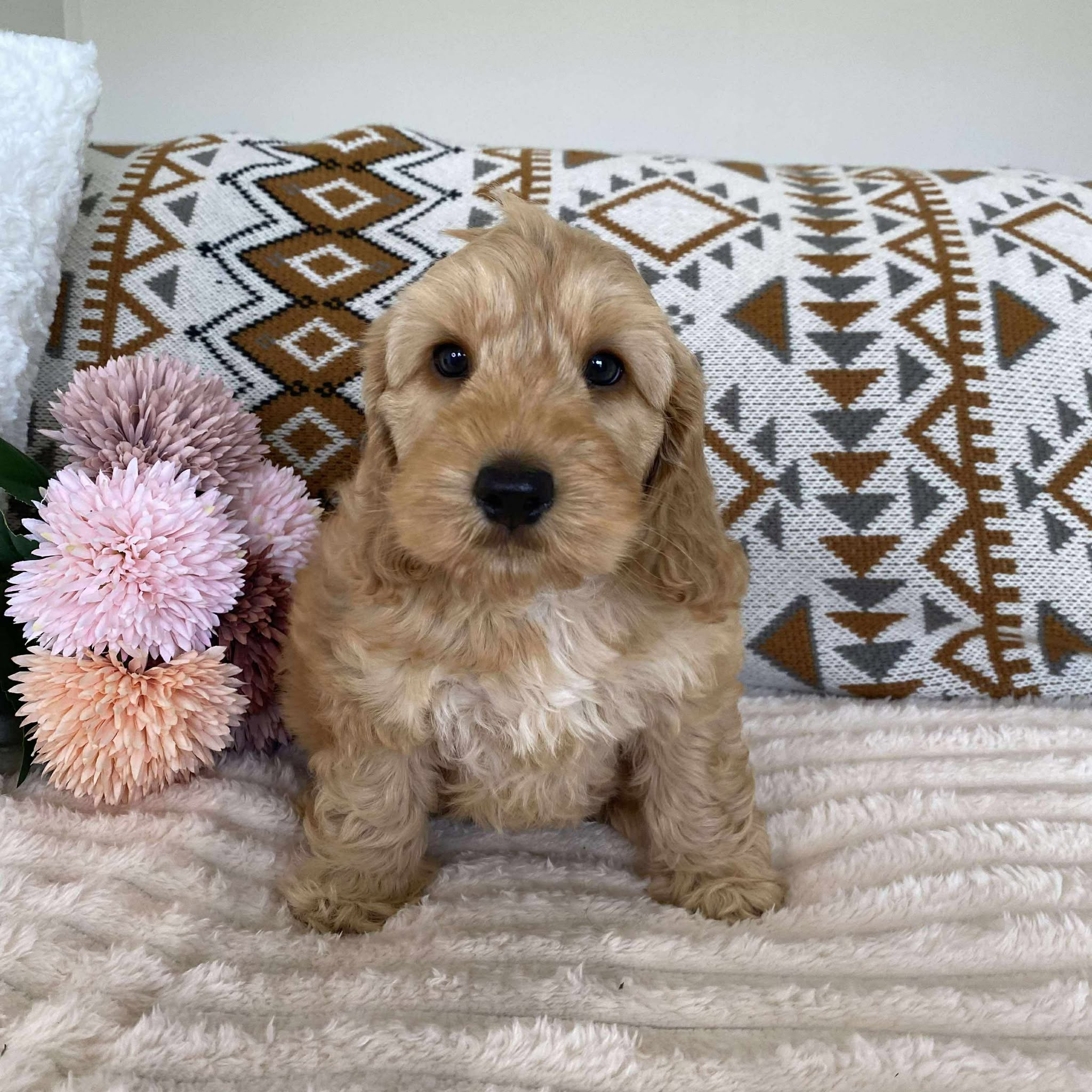 Spoodle Mini Male Lucky - Available to Adopt 11th October 2025