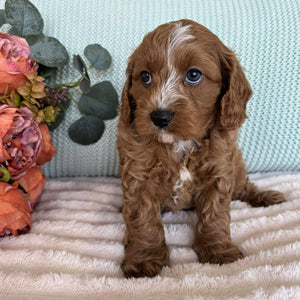 Cavoodle Toy Male Spike - Available to Adopt 7th October 2025