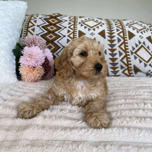 Spoodle Mini Male Lucky - Available to Adopt 11th October 2025