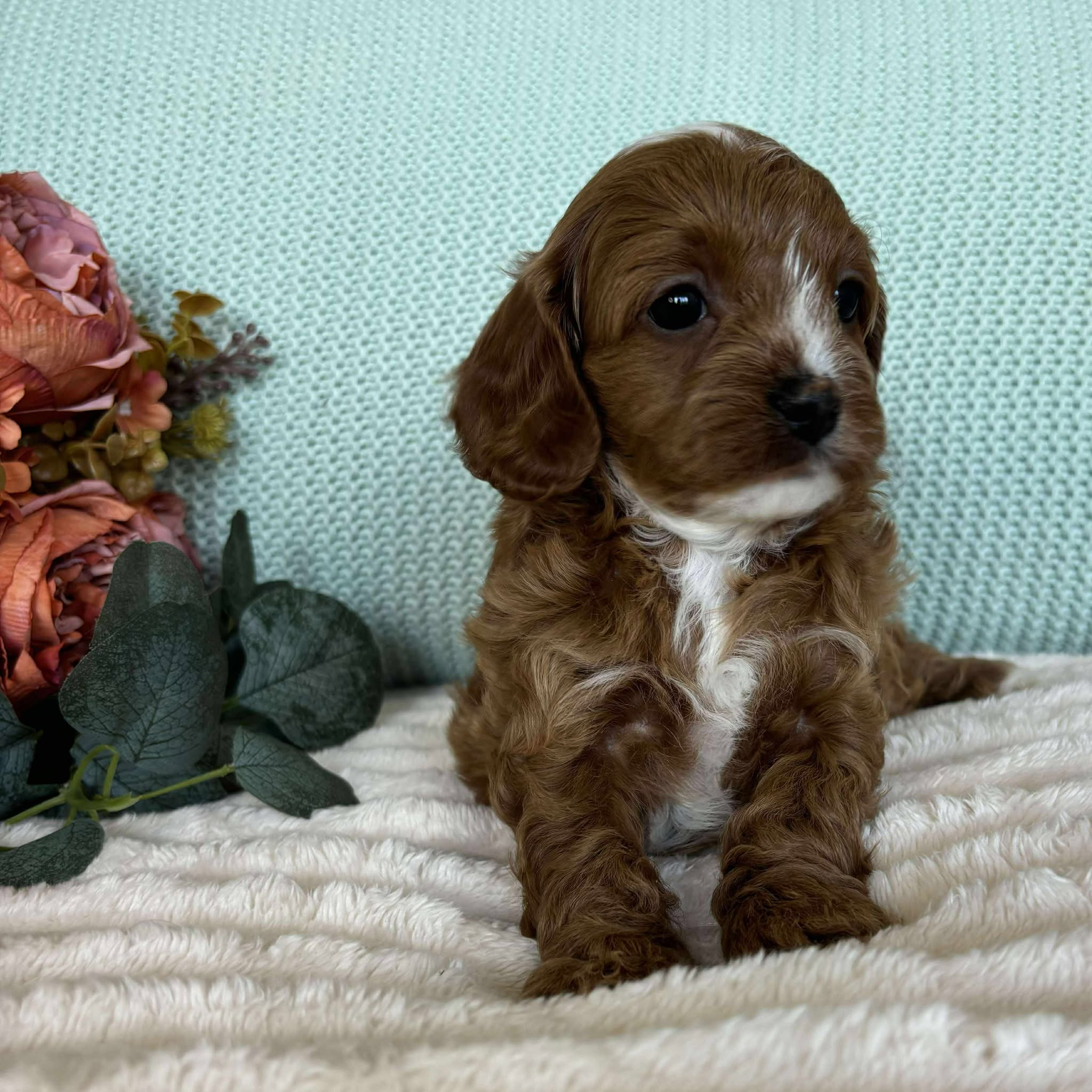 Cavoodle Toy Female Sadie - Available to Adopt 7th October 2025