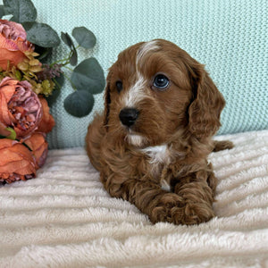 Cavoodle Toy Male Spike - Available to Adopt 7th October 2025