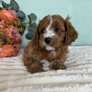 Cavoodle Toy Male Simba - Available to Adopt 7th October 2025
