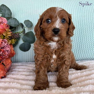 Cavoodle Toy Male Spike - Available to Adopt 7th October 2025