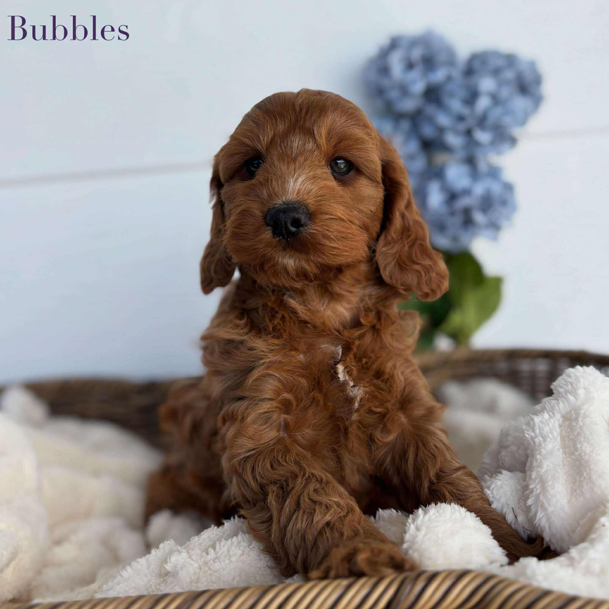 Spoodle Mini Female Bubbles - Adopted