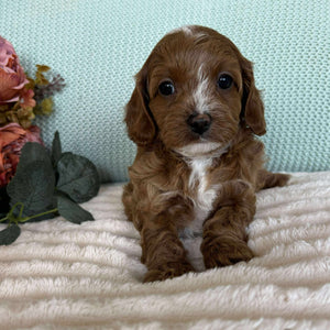 Cavoodle Toy Female Sadie - Available to Adopt 7th October 2025
