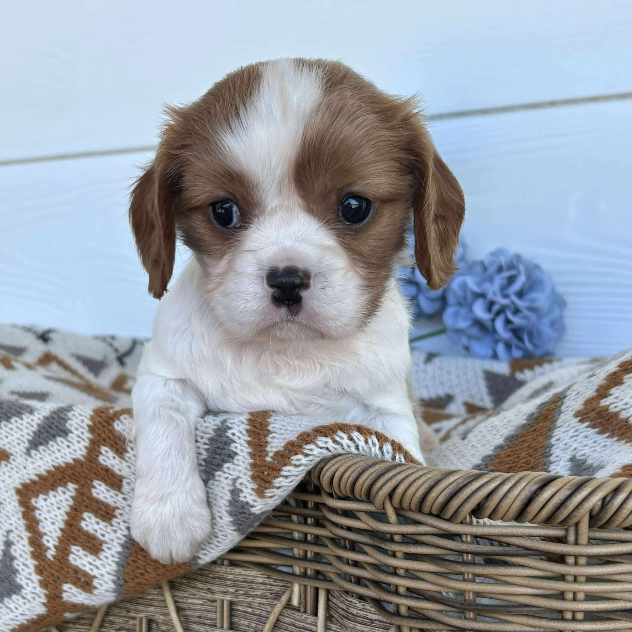 Cavalier Male Dozer - Available to Adopt 15th October 2025