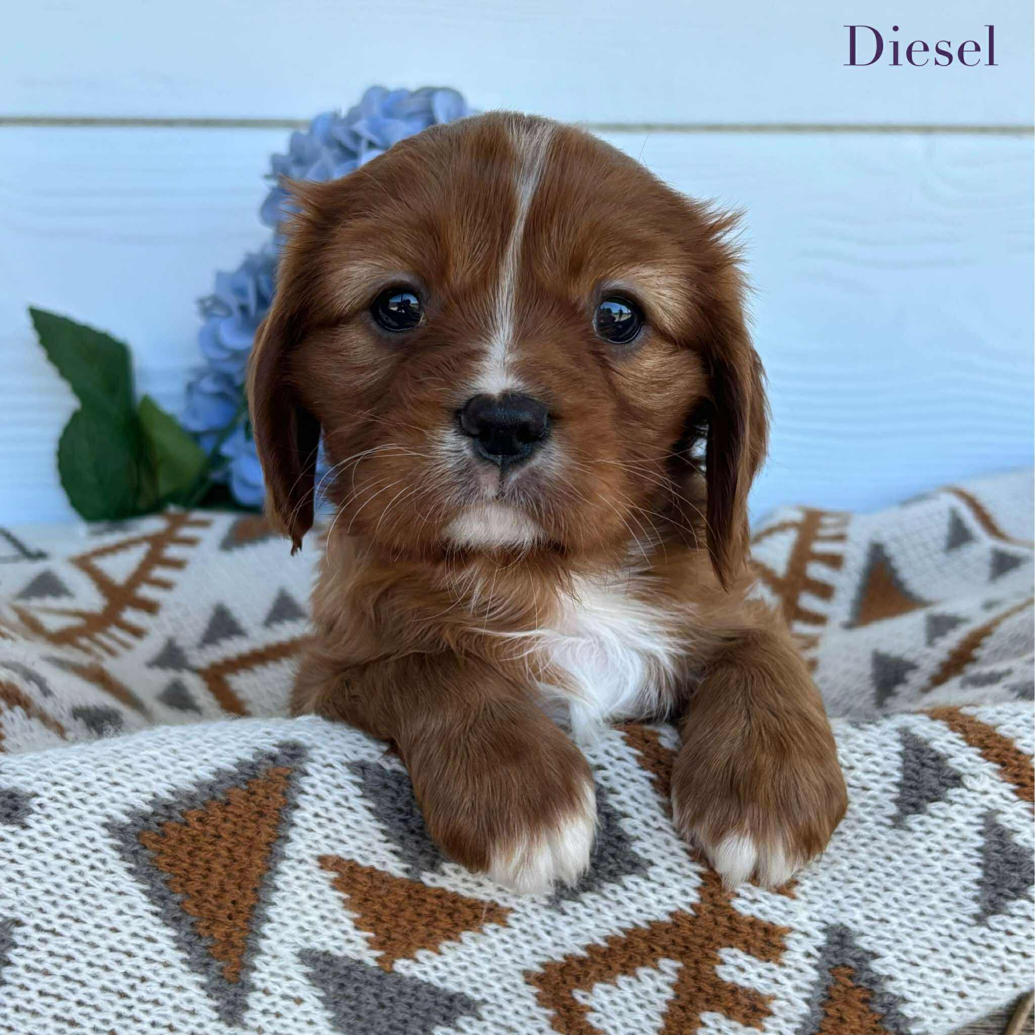 Cavalier Male Diesel - Available to Adopt 15th October 2025