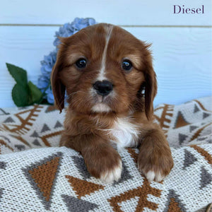 Cavalier Male Diesel - Available to Adopt 15th October 2025