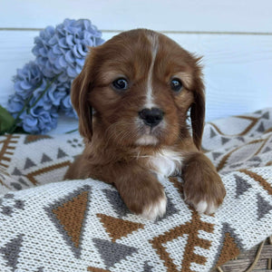 Cavalier Male Diesel - Available to Adopt 15th October 2025
