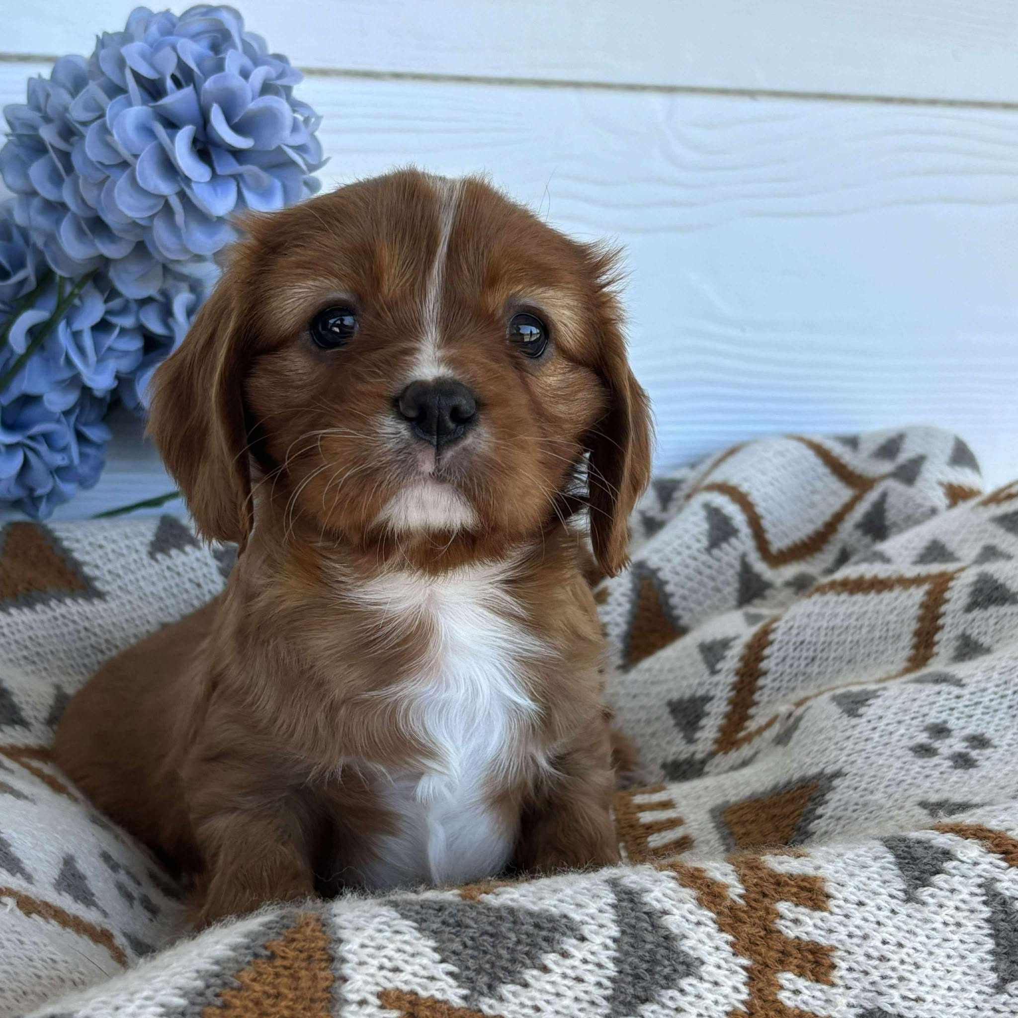 Cavalier Male Diesel - Available to Adopt 15th October 2025