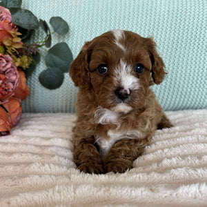 Cavoodle Toy Male Scout - Available to Adopt 7th October 2025