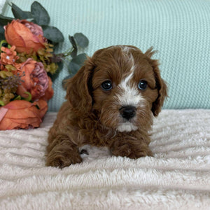 Cavoodle Toy Male Simba - Available to Adopt 7th October 2025
