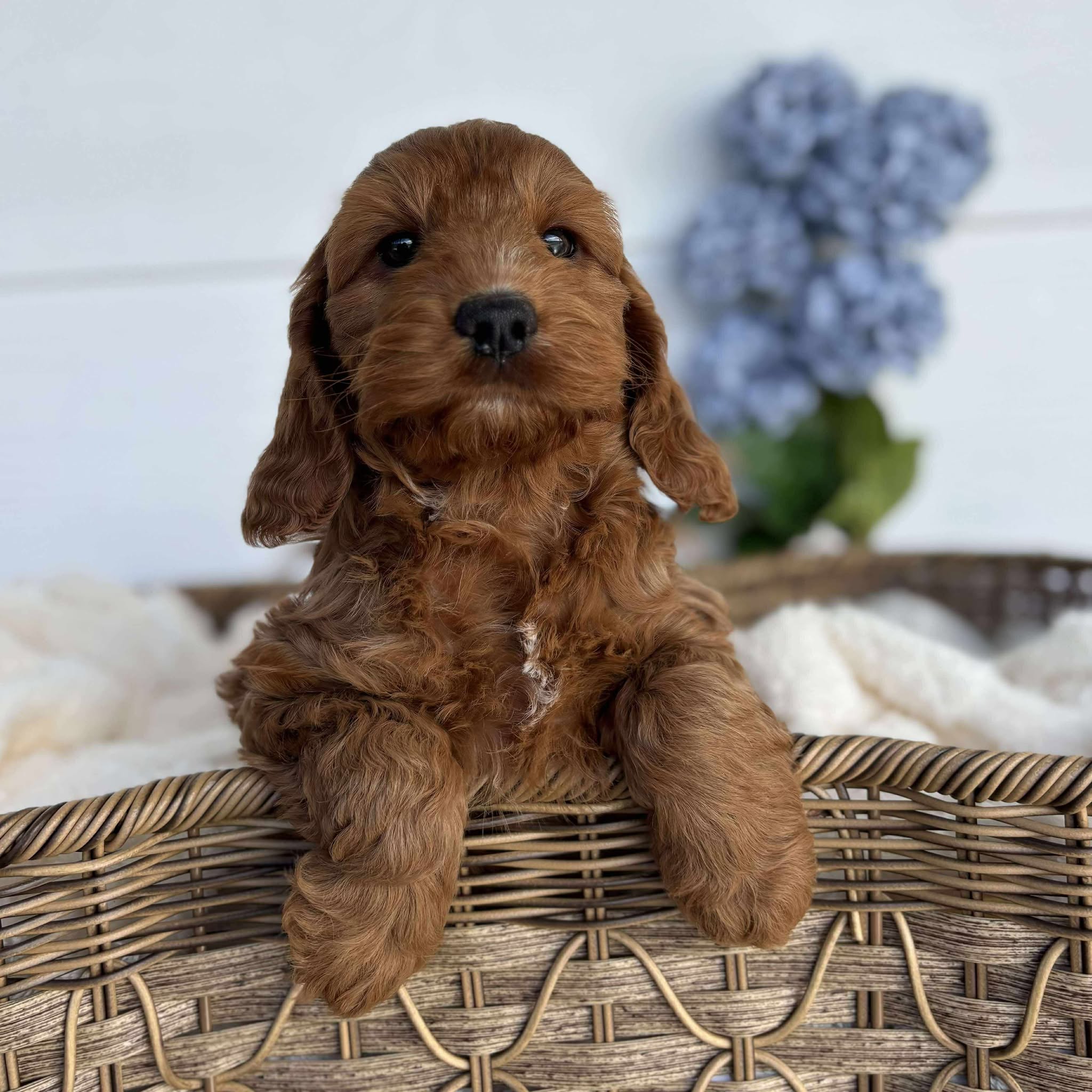 Spoodle Mini Female Bubbles - Adopted