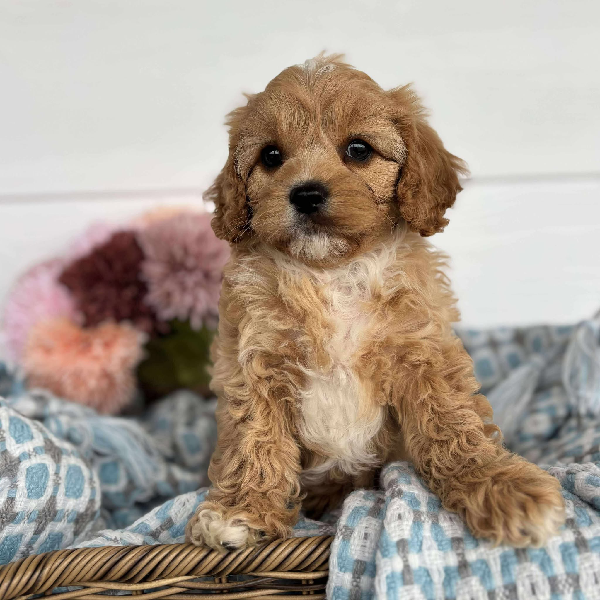Cavoodle Toy Male Harry - Available to Adopt 11th October 2025