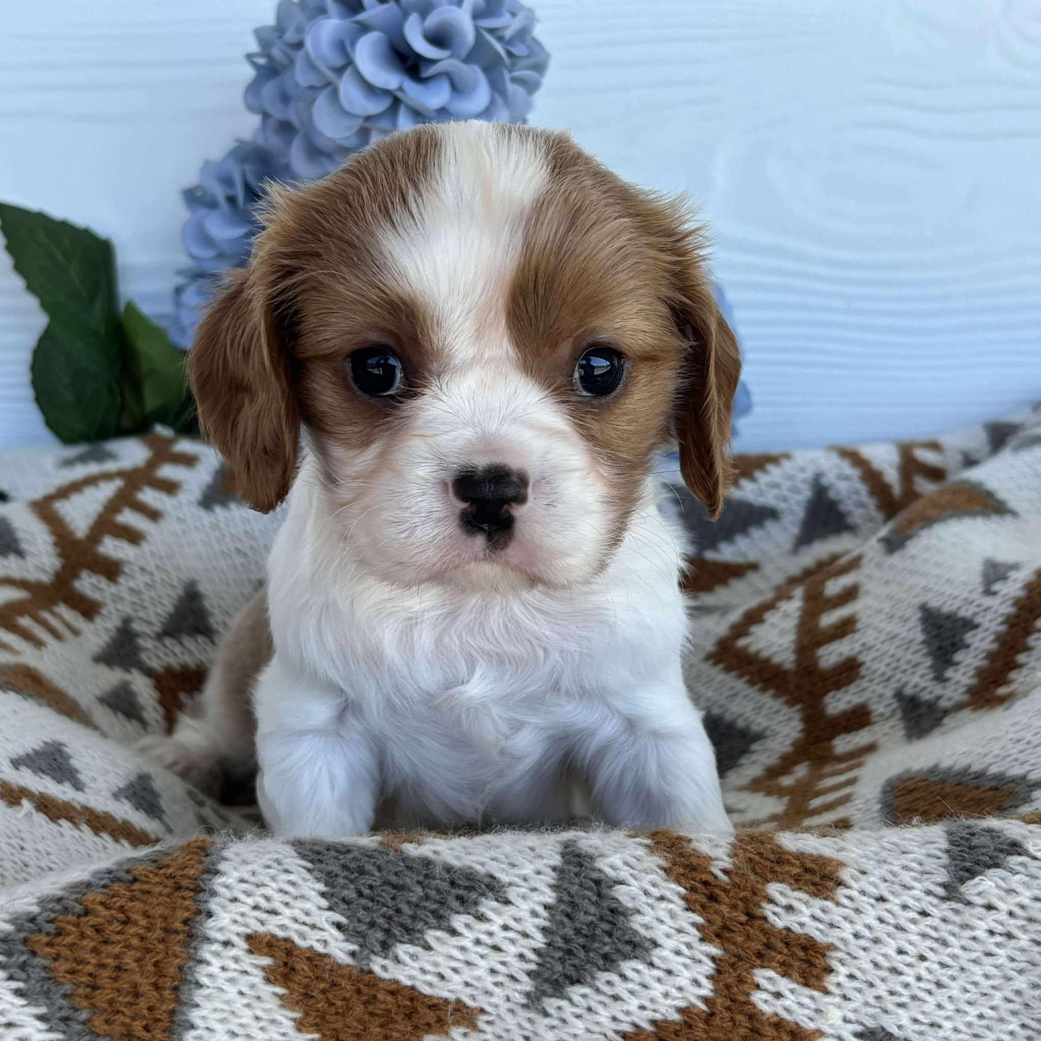 Cavalier Male Dozer - Available to Adopt 15th October 2025