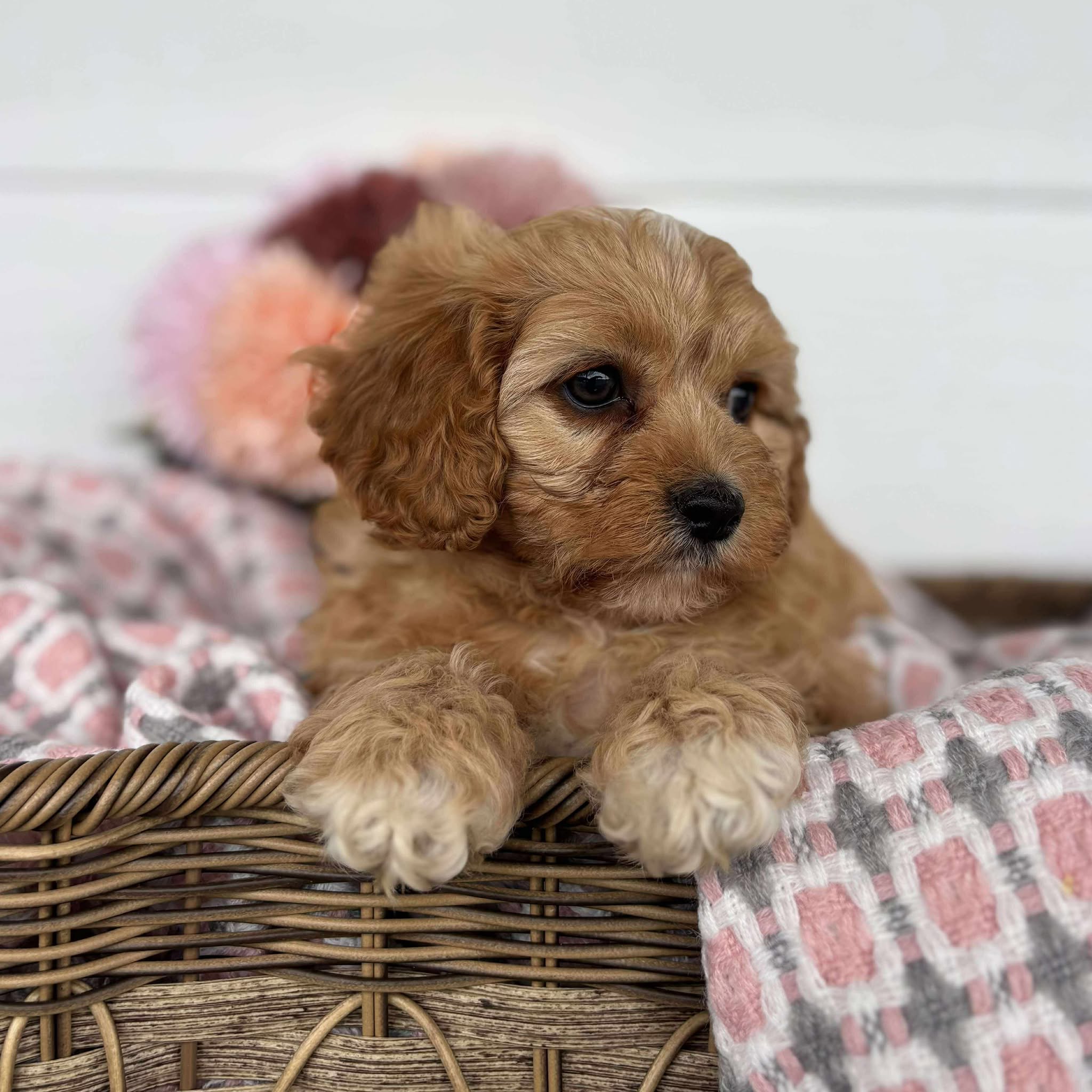 Cavoodle Toy Female Harlow - Available to Adopt 11th October 2025
