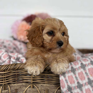 Cavoodle Toy Female Harlow - Available to Adopt 11th October 2025