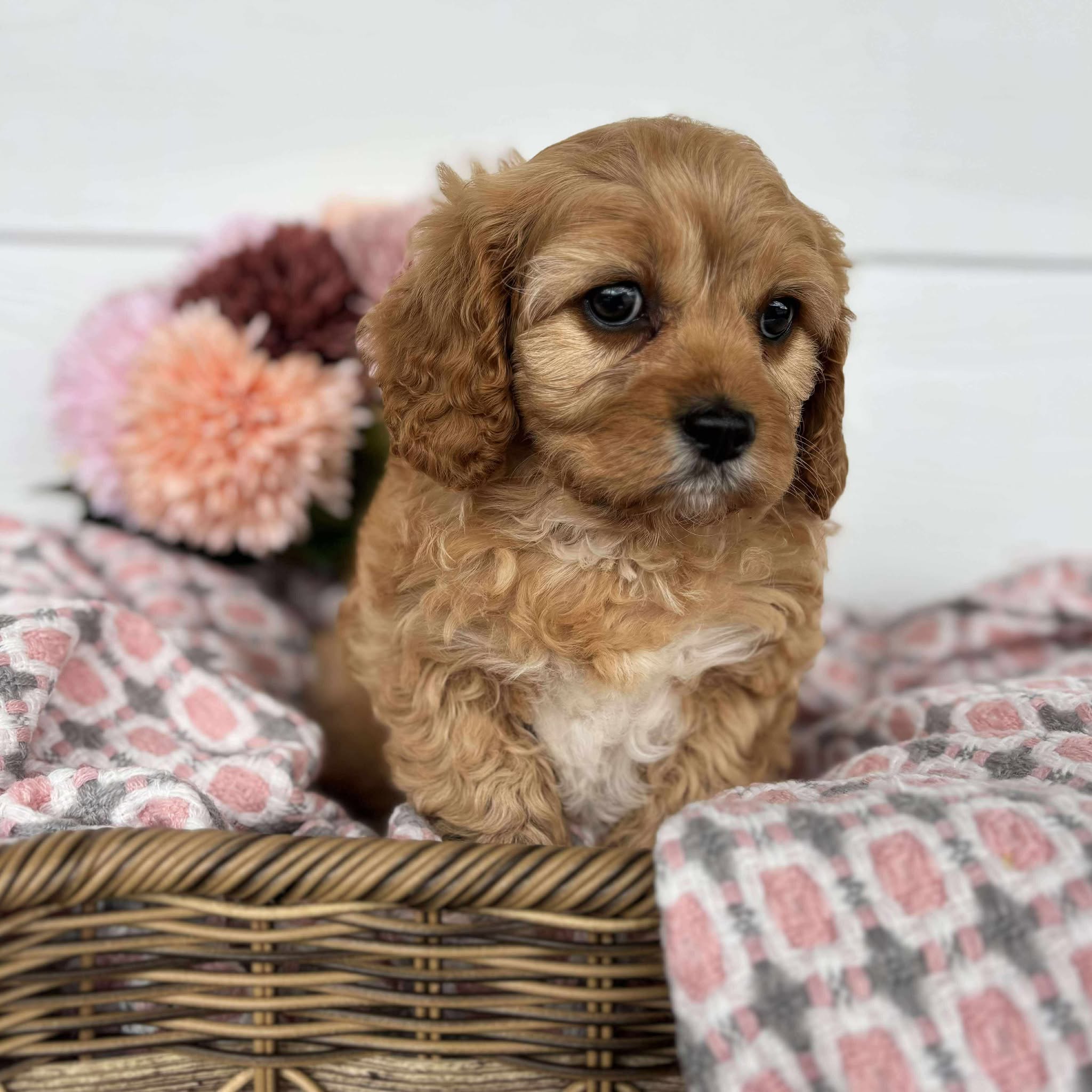 Cavoodle Toy Female Honey - Available to Adopt 11th October 2025