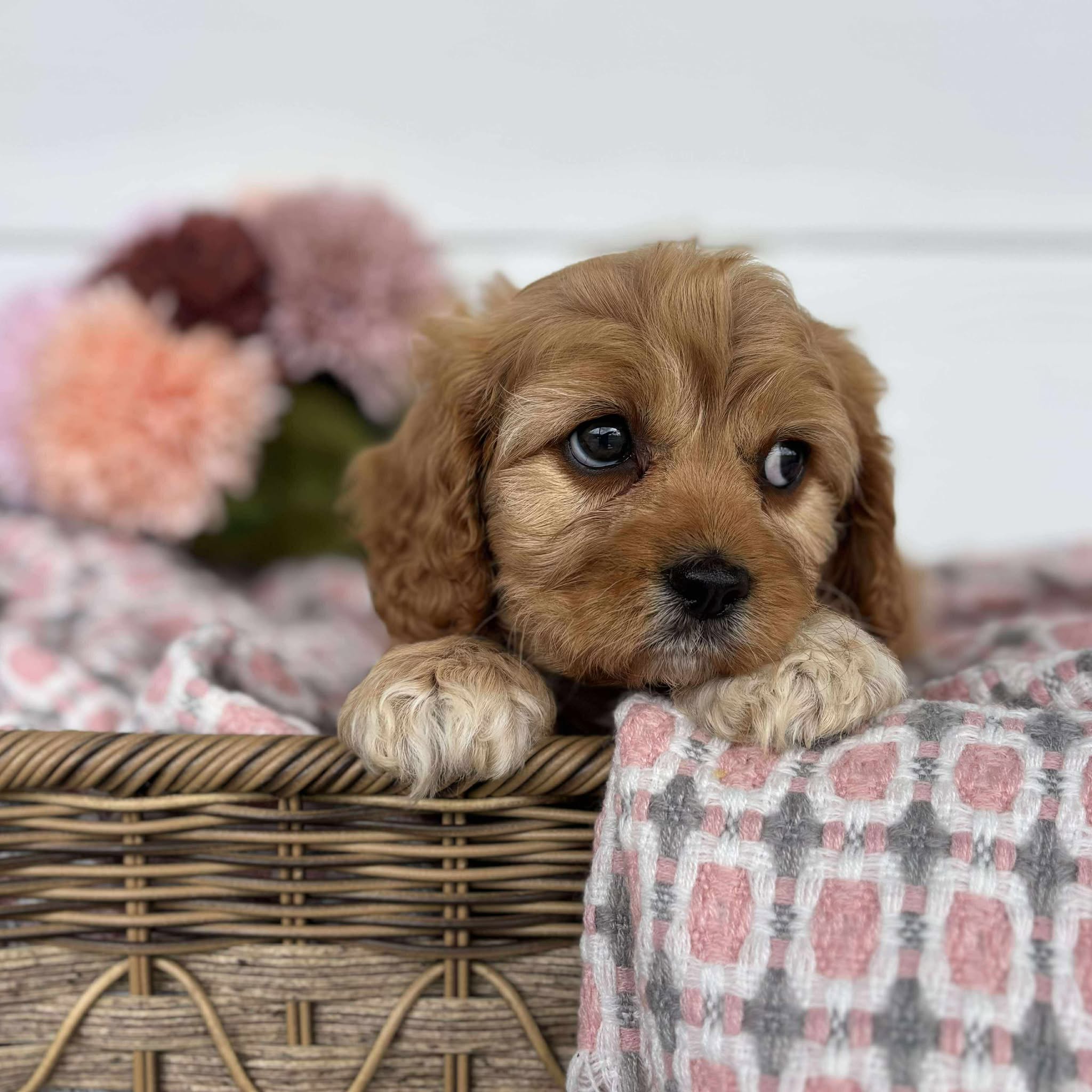 Cavoodle Toy Female Honey - Available to Adopt 11th October 2025