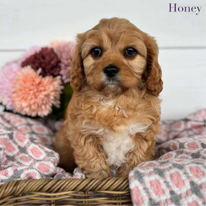 Cavoodle Toy Female Honey - Available to Adopt 11th October 2025