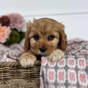 Cavoodle Toy Female Honey - Available to Adopt 11th October 2025