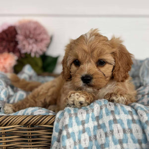Cavoodle Toy Male Harry - Available to Adopt 11th October 2025