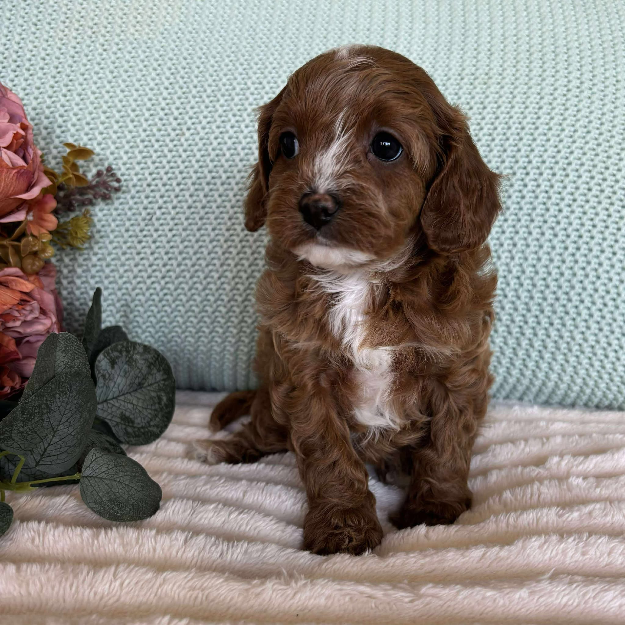 Cavoodle Toy Female Sadie - Available to Adopt 7th October 2025